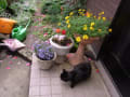 黒猫キーの庭（５月～）
