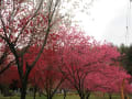 駒つなぎの桜と黒船桜、昼神の花桃