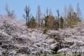 荒子川公園の桜