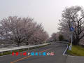 木曽川堤と蘇南公園の桜
