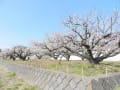 桜の様に見える満開の梅