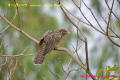 [33]Asian Koel19Sep2013-02a-s.jpg