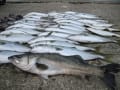 2012-７月の釣果！