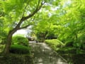 新緑の「今熊野観音寺」！