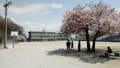 卒業した小学校グランド隅に咲いてる満開の桜