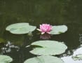 白幡池公園の睡蓮の花