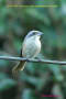 [27]Grey-backed Shrike06Nov2013-04a-s.jpg