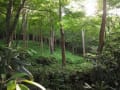 四国山岳植物園・岳人（がくじん）の森　夏の花