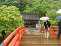 奈良 室生寺・弁財天石楠花