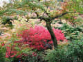 　東福寺通天橋　紅葉