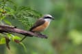 百舌鳥の早贄とブルーベリー畑