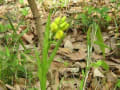 八重桜と春の花