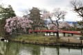 松本城の桜