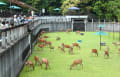 奈良公園のバンビたち