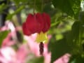 [522]Abutilon607134.JPG