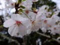 高尾山～小仏城山　春の花を楽しむミニ縦走