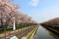 八重桜