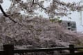 桜を追って　石神井川　板橋～王子・飛鳥山