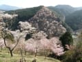 奈良　吉野山千本桜