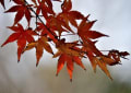 鎌倉・覚園寺（紅葉）　２