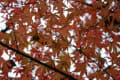 泉自然公園　紅葉(2006年12月03日～2006年12月09日)