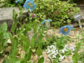 六甲高山植物園