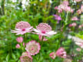 6月のお気に入りの花