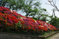 花の木公園（葉山町役場前）のツツジ＠２０１４．４．２３