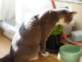 [56]猫草より外の雑草が好きなんだけどな