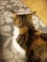 うちの猫
