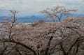 感無量びわ湖バレイの桜