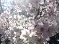 [12]20110401白川桜08.JPG