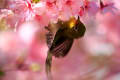 大漁桜にメジロ２０２２年版～パート2巨体が唸るぞ空飛ぶぞ！その名は…編（including 羽繕い＆その他の鳥編）