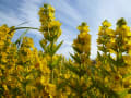 ノルウェイの小島（Sorburoy)に咲く花