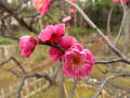 梅花を見つけに　池上周辺