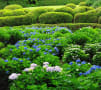 京都の紫陽花　その１（三室戸寺）