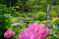 アジサイ寺の紫陽花が綺麗