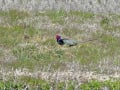 馬見丘陵公園の野鳥・キジとアオバト