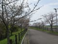 2020森林公園の桜