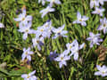 ジャーマンアイリスが花色も華やかに咲いています