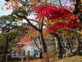 函館公園・紅葉２０１５・１１・７