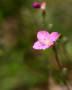 市大植物園植物園にて　１４．０５．３０