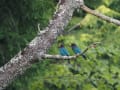 オオコノハズク・コノハズクなど～2019年夏