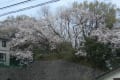 夢見ヶ崎の桜