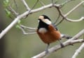 野鳥の動きが多く