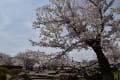 臥竜公園は桜満開！