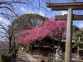 荏原神社の寒緋桜