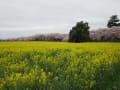 権現堂　菜の花畑