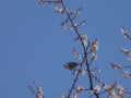 空に紅白、ウグイス日和～なおの好きな梅の公園～