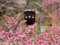 花桃とわたらせ渓谷鉄道